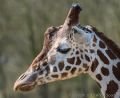 Reticulated Giraffe (<i>Girafa camelopardalis reticulata</i>)